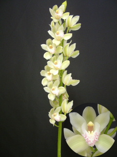 Cymbidium Music Box Danser.jpg